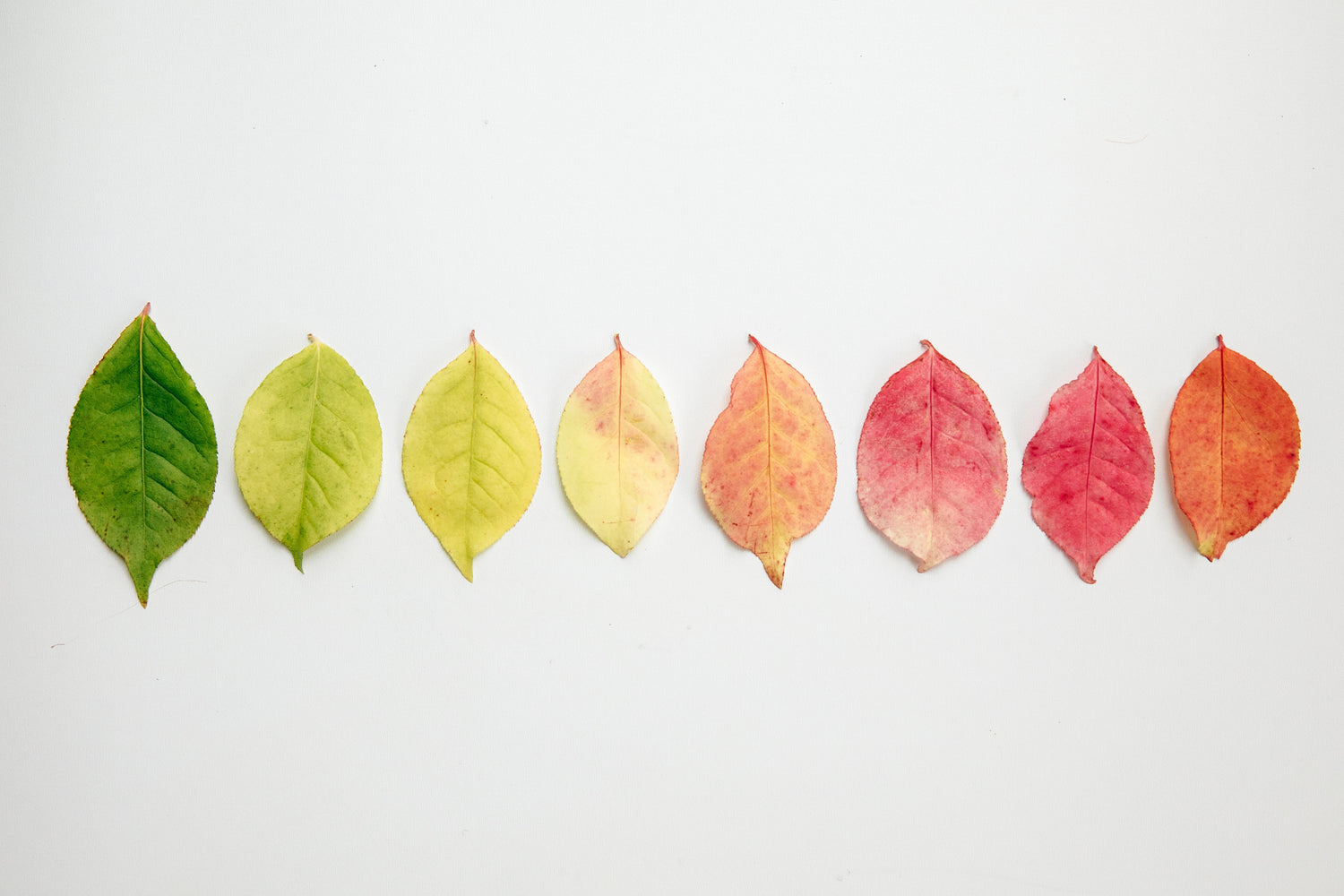Fall Collection