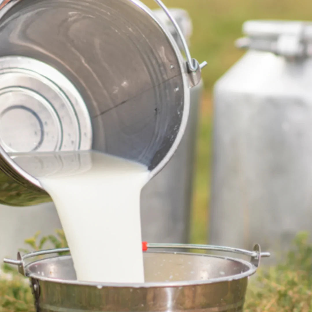 Milk being poured from a metal container into another container with a blurred natural background
